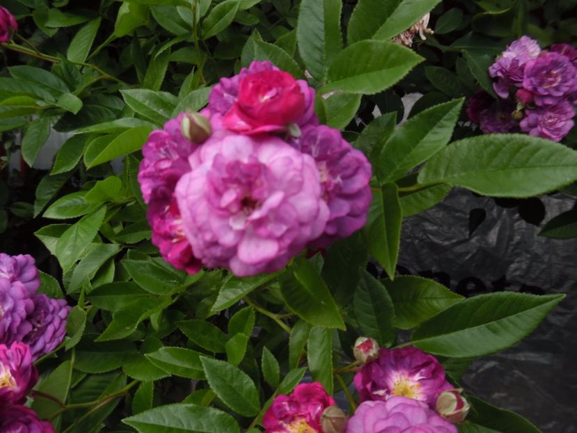  - 000 Iunie in gradina