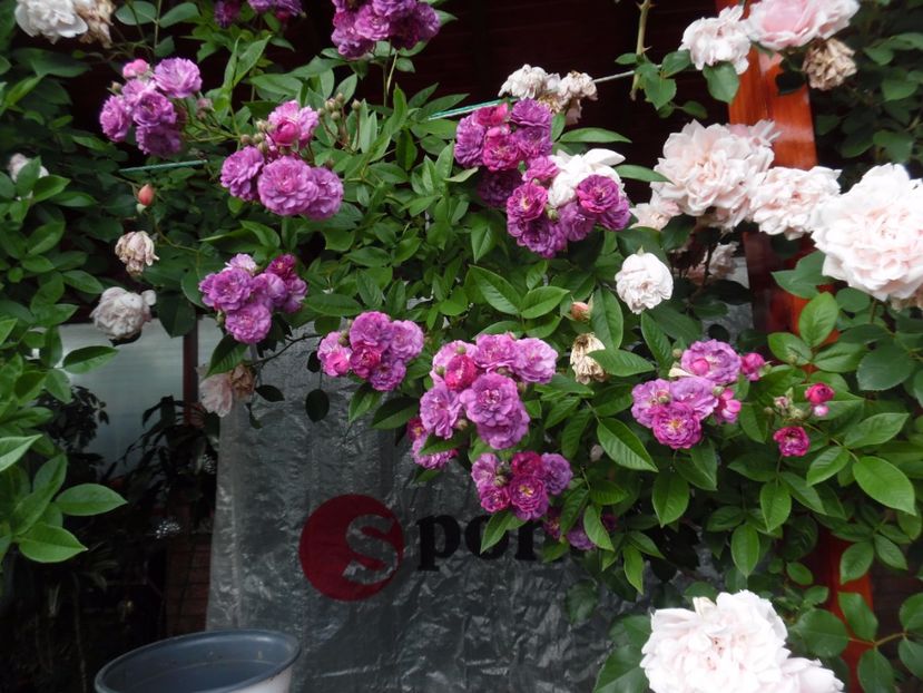  - 000 Iunie in gradina