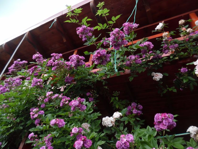  - 000 Iunie in gradina