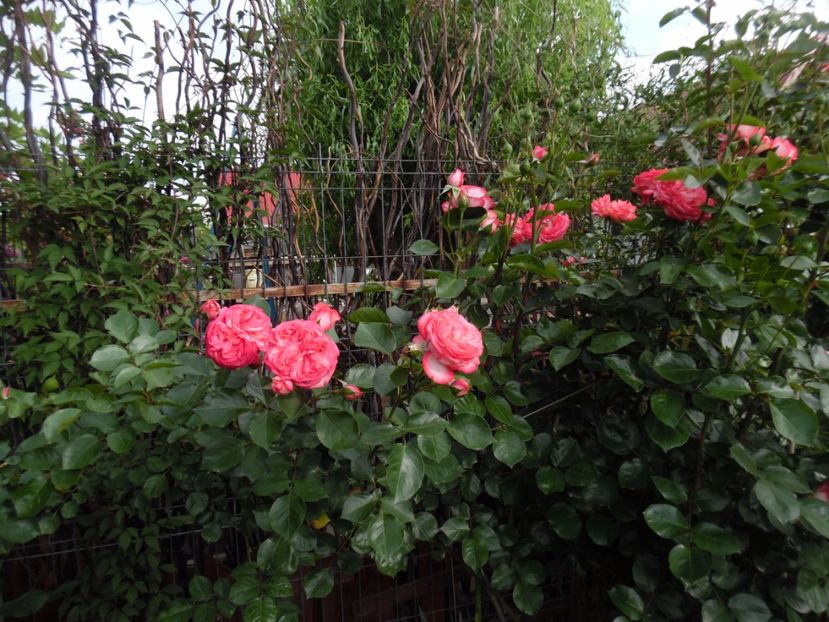  - 000 Iunie in gradina