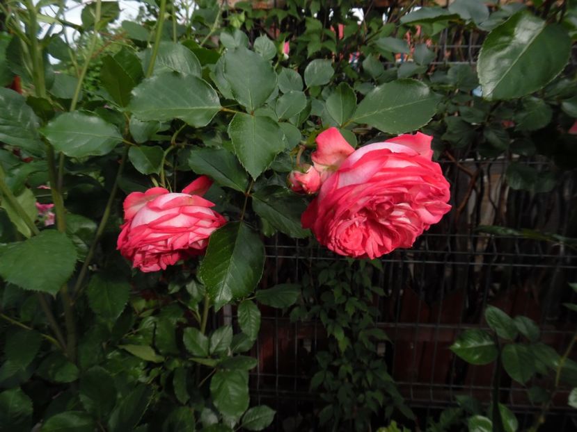  - 000 Iunie in gradina