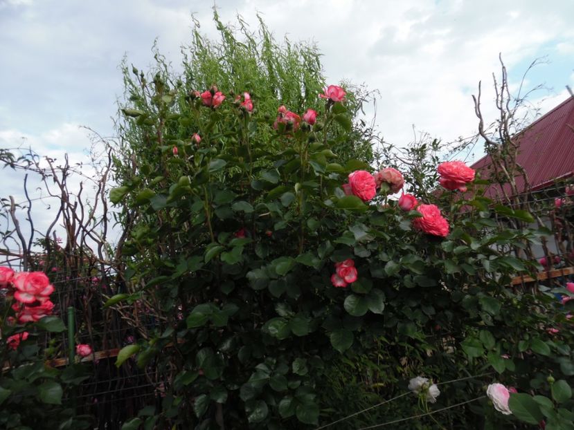  - 000 Iunie in gradina