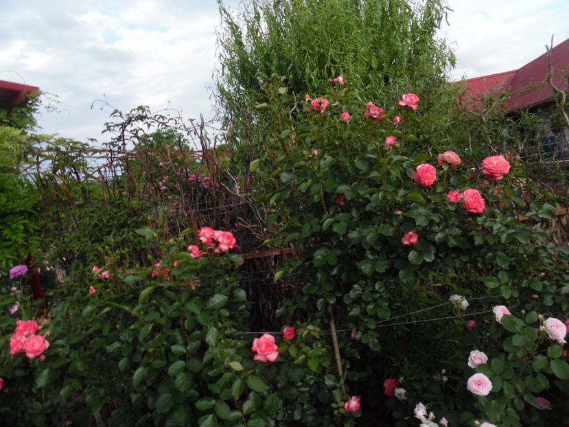  - 000 Iunie in gradina