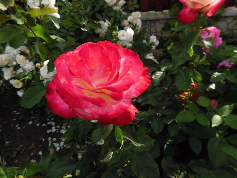  - 000 Iunie in gradina