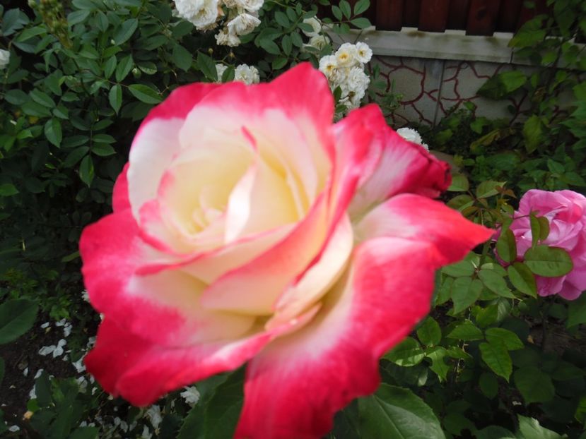  - 000 Iunie in gradina