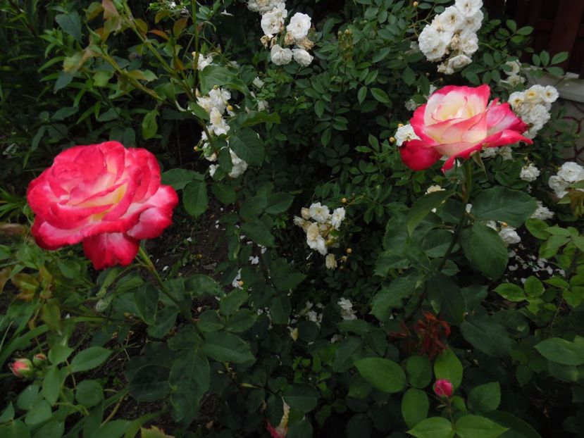  - 000 Iunie in gradina