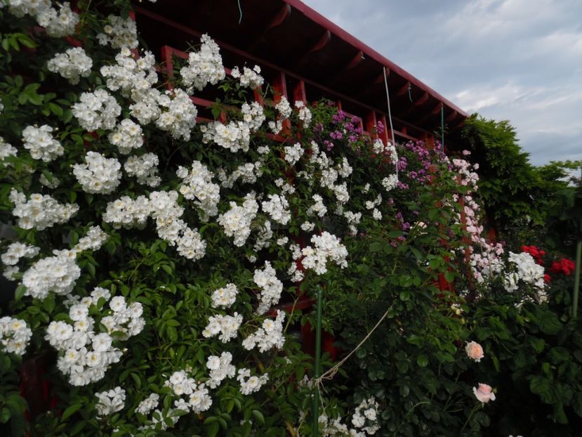  - 000 Iunie in gradina