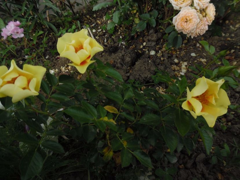  - 000 Iunie in gradina