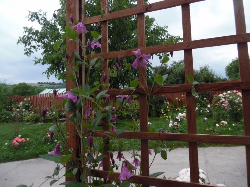  - 000 Iunie in gradina