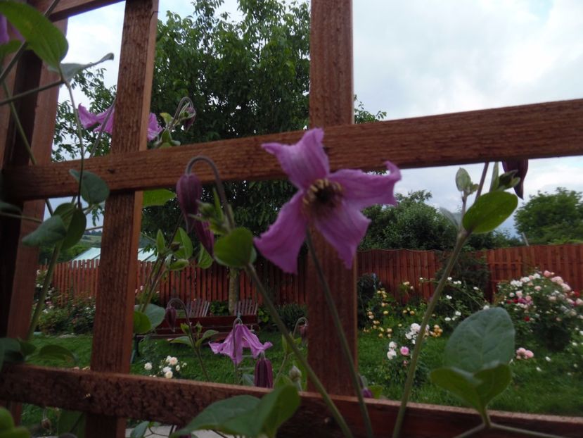  - 000 Iunie in gradina