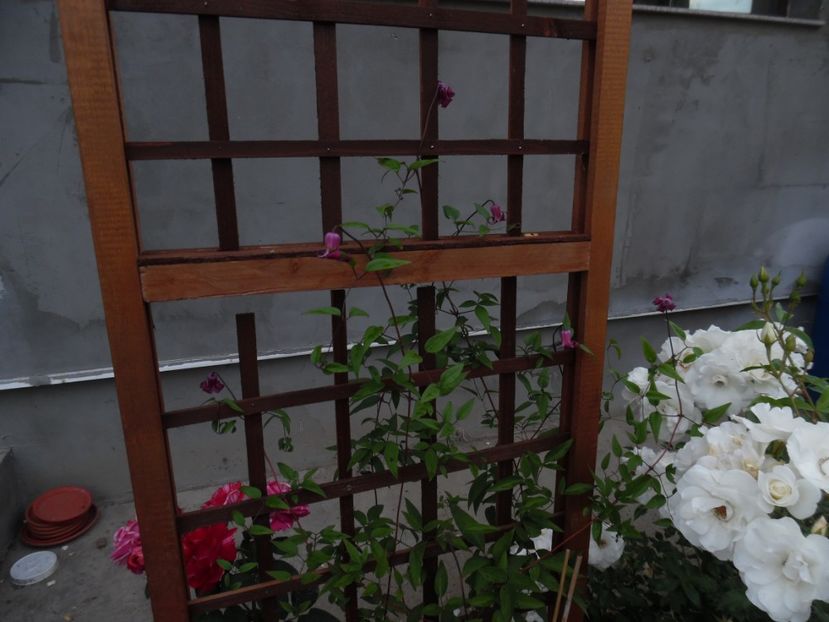  - 000 Iunie in gradina