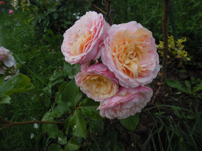  - 000 Iunie in gradina