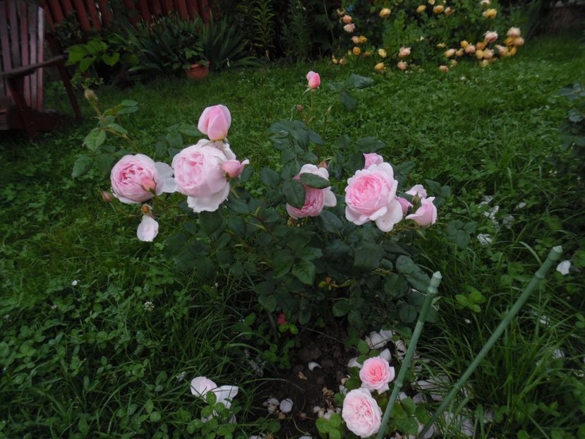  - 000 Iunie in gradina