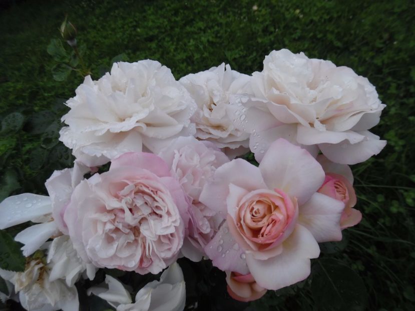  - 000 Iunie in gradina