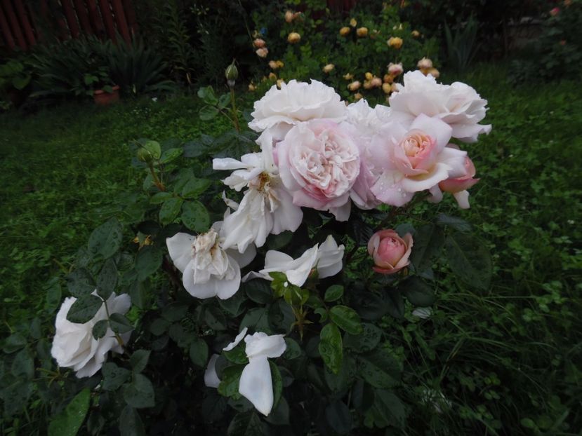  - 000 Iunie in gradina