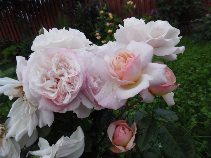  - 000 Iunie in gradina