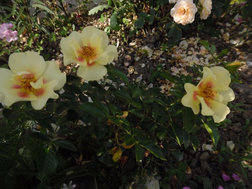  - 000 Iunie in gradina