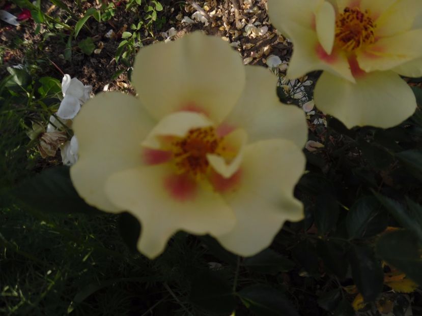  - 000 Iunie in gradina