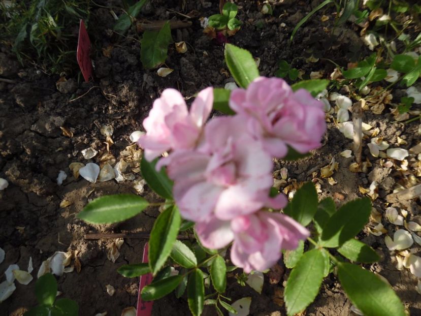  - 000 Iunie in gradina