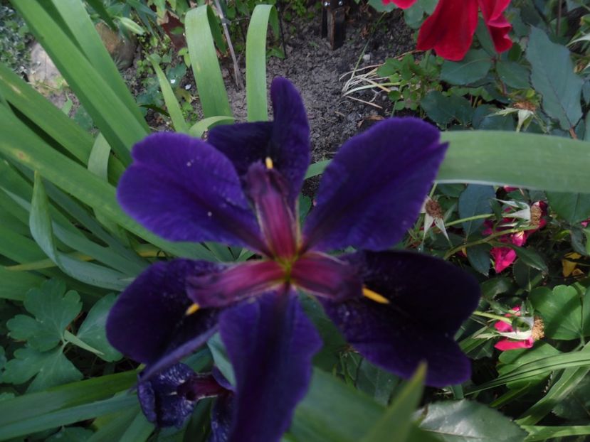  - 000 Iunie in gradina