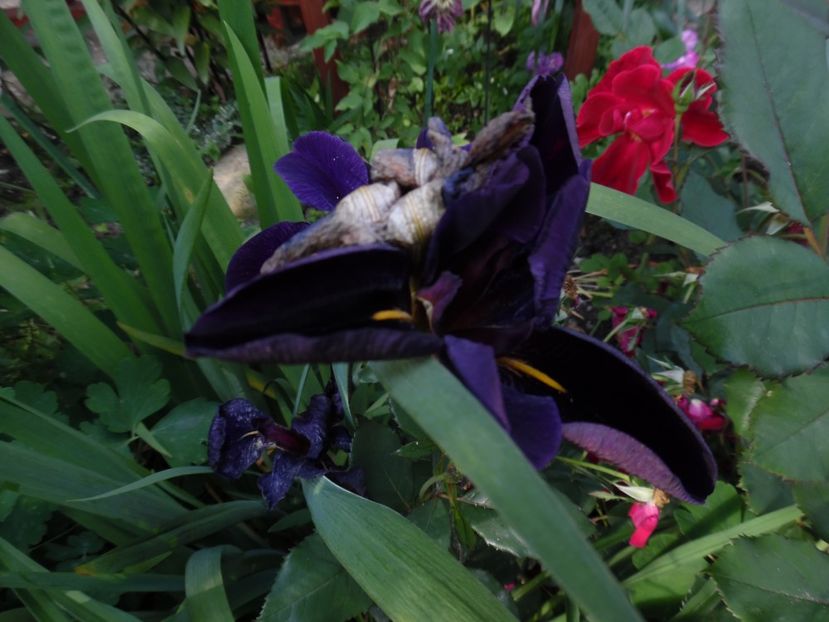  - 000 Iunie in gradina