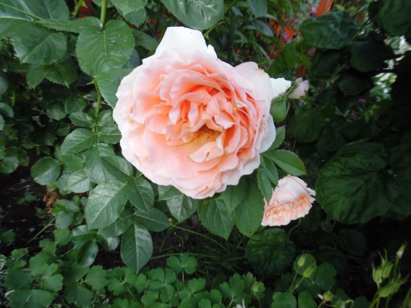  - 000 Iunie in gradina