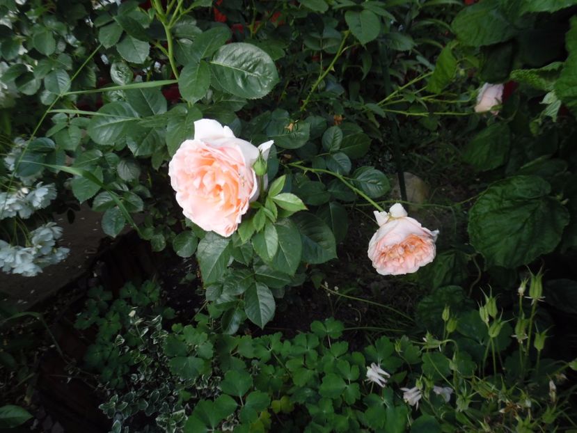  - 000 Iunie in gradina