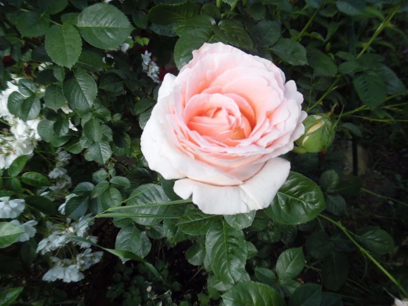  - 000 Iunie in gradina