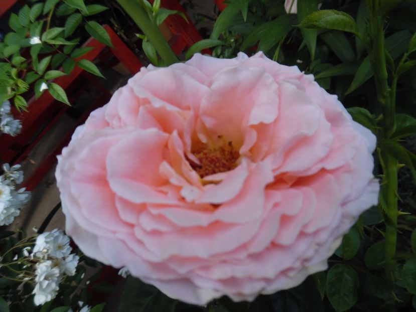  - 000 Iunie in gradina