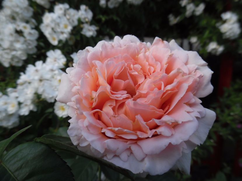  - 000 Iunie in gradina