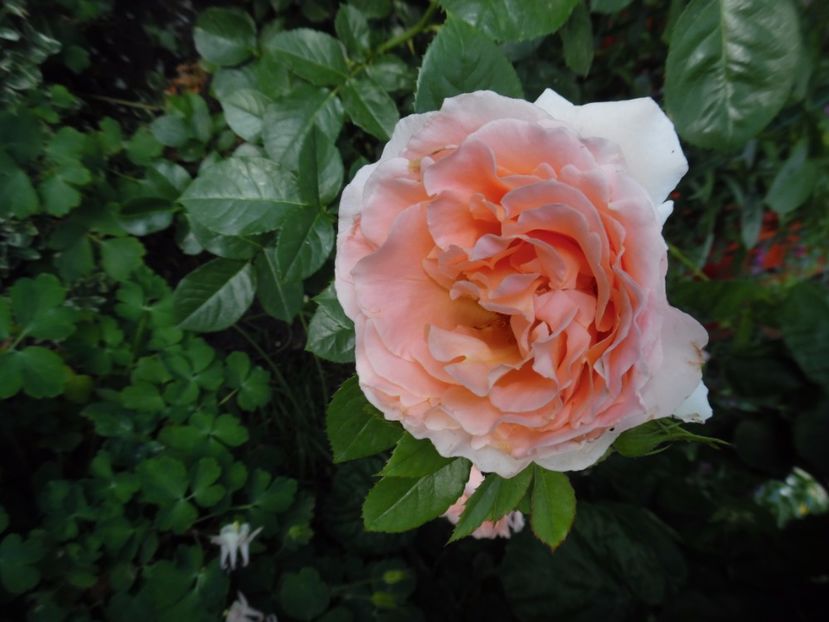  - 000 Iunie in gradina