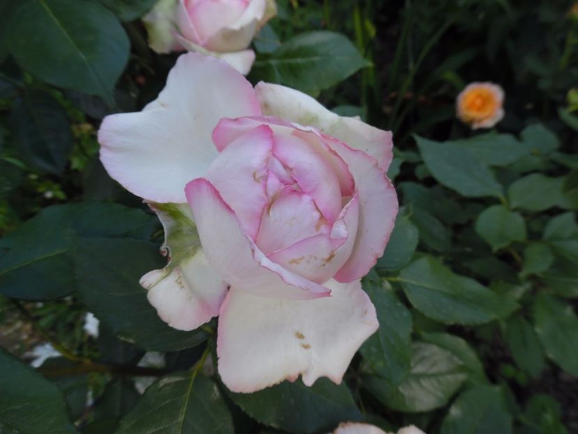  - 000 Iunie in gradina