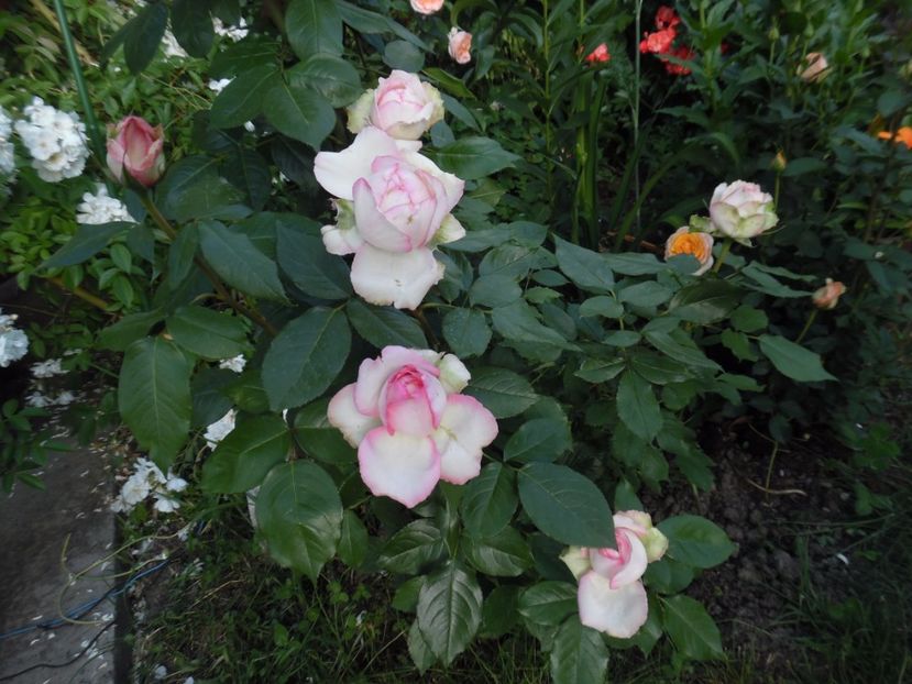  - 000 Iunie in gradina