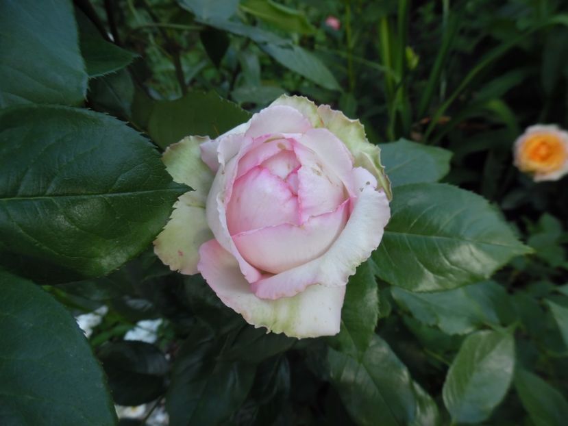  - 000 Iunie in gradina