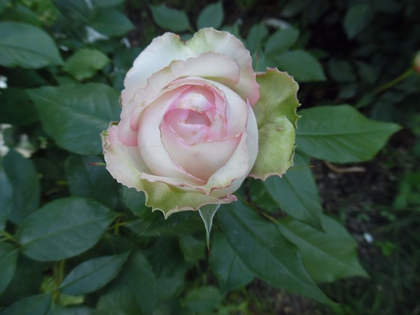  - 000 Iunie in gradina