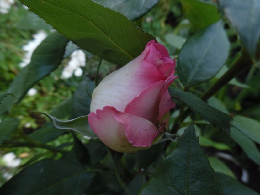  - 000 Iunie in gradina