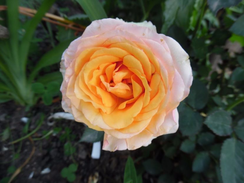  - 000 Iunie in gradina