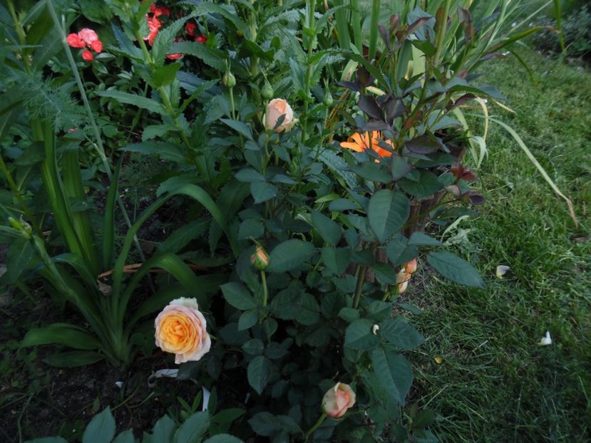  - 000 Iunie in gradina