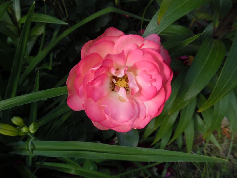  - 000 Iunie in gradina