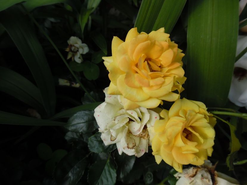  - 000 Iunie in gradina