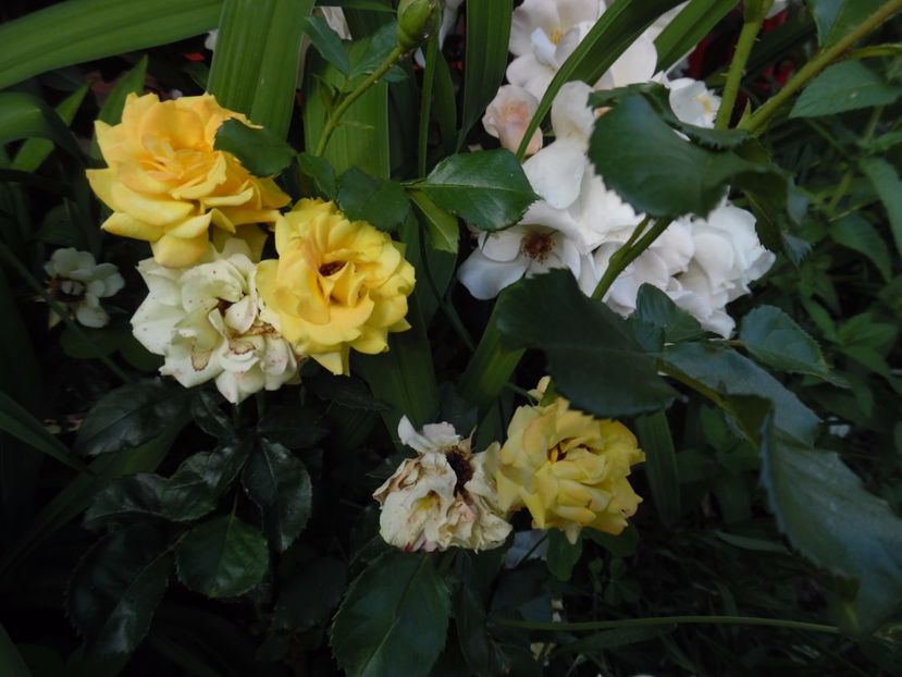  - 000 Iunie in gradina