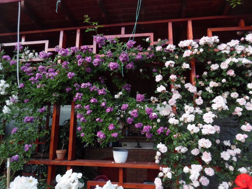  - 000 Iunie in gradina