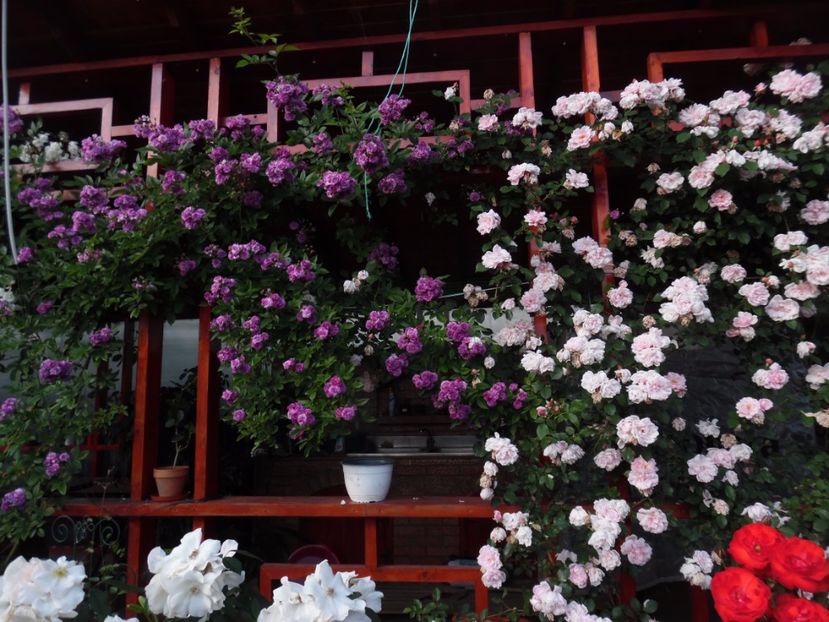  - 000 Iunie in gradina