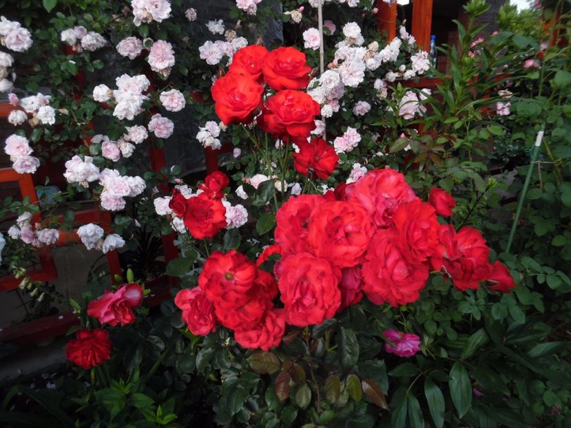  - 000 Iunie in gradina