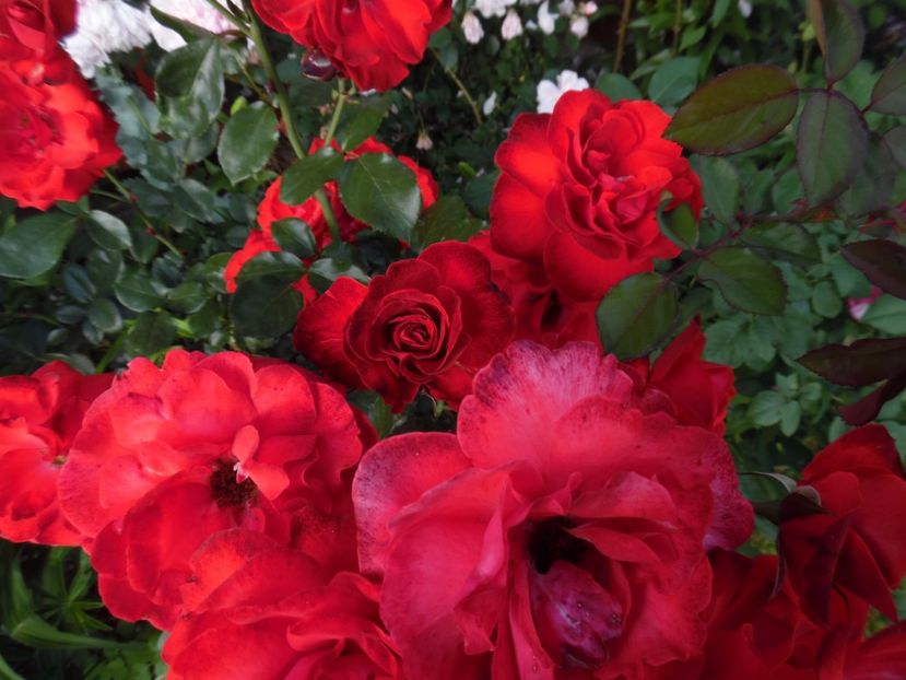  - 000 Iunie in gradina