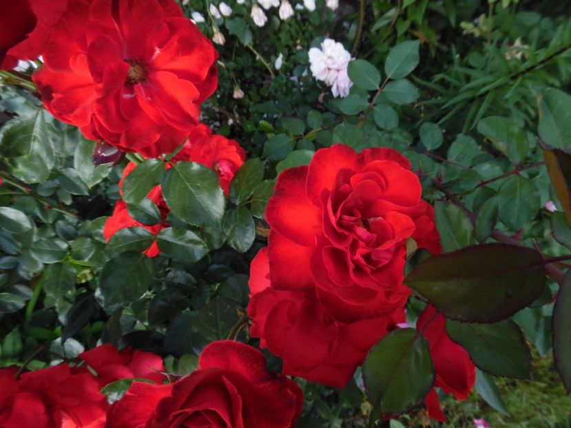  - 000 Iunie in gradina