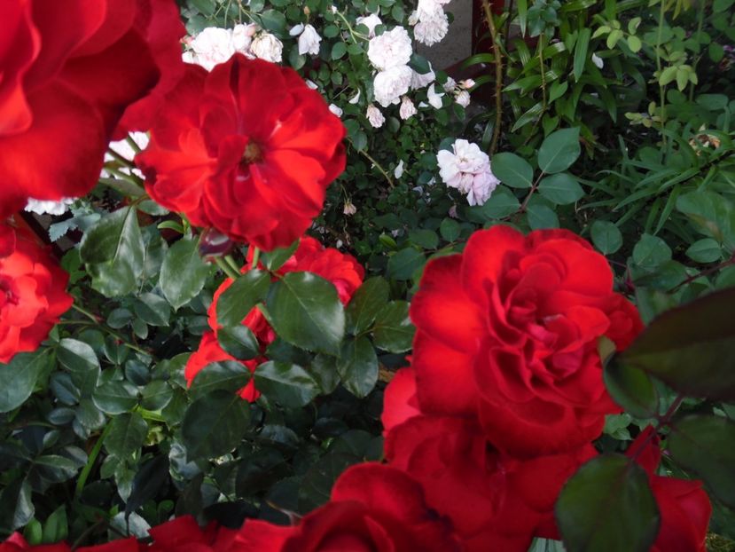  - 000 Iunie in gradina