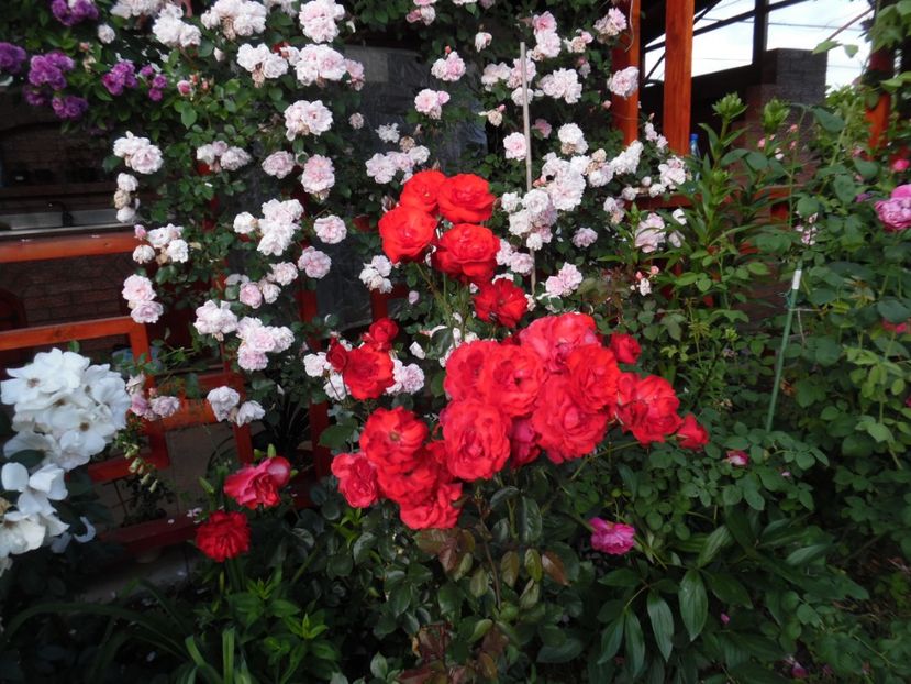  - 000 Iunie in gradina