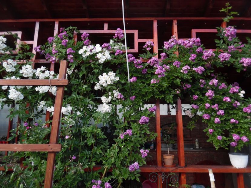  - 000 Iunie in gradina