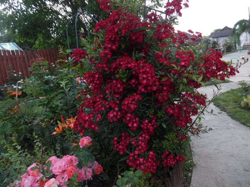  - 000 Iunie in gradina